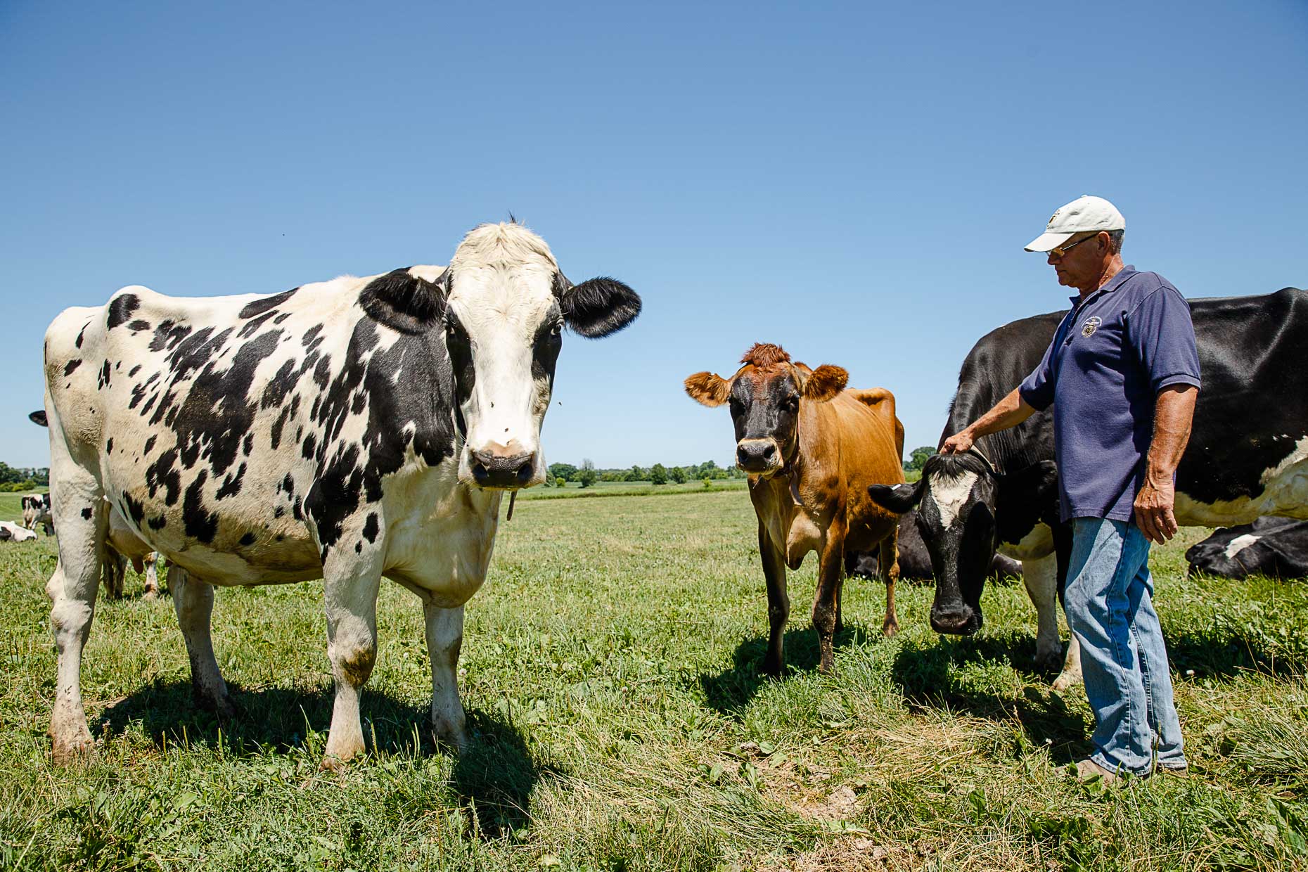 agriculture photographer - a Wisconsin diary farmer stands with his cows in a field