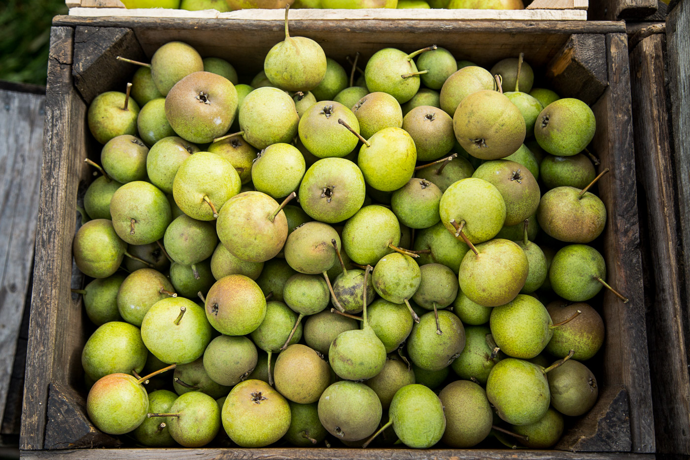 agriculture photographer - heirloom pears in a box after harvest