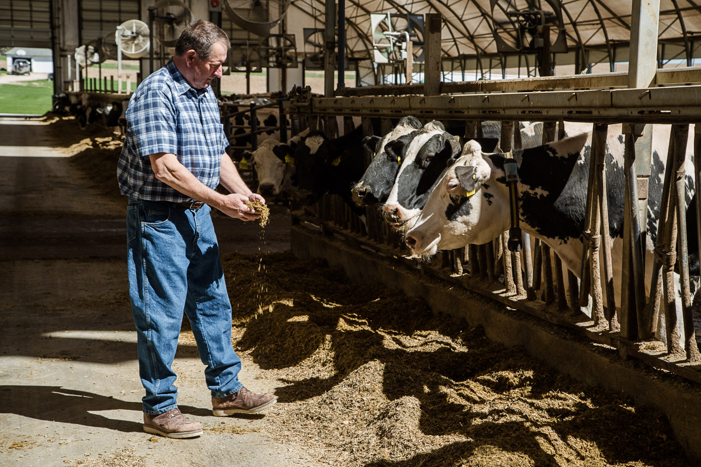 agriculture photographer - a farmer feeding dairy cows in the barn