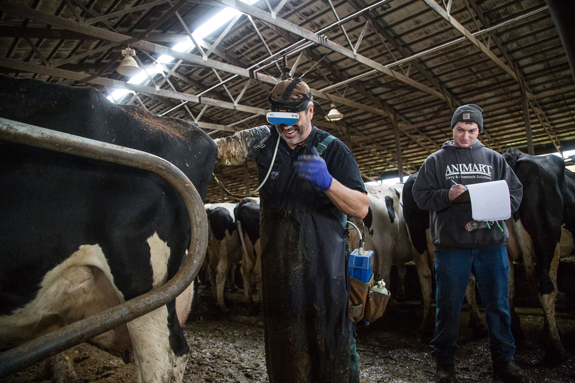 agriculture photographer - a veterinarian examines a dairy cow