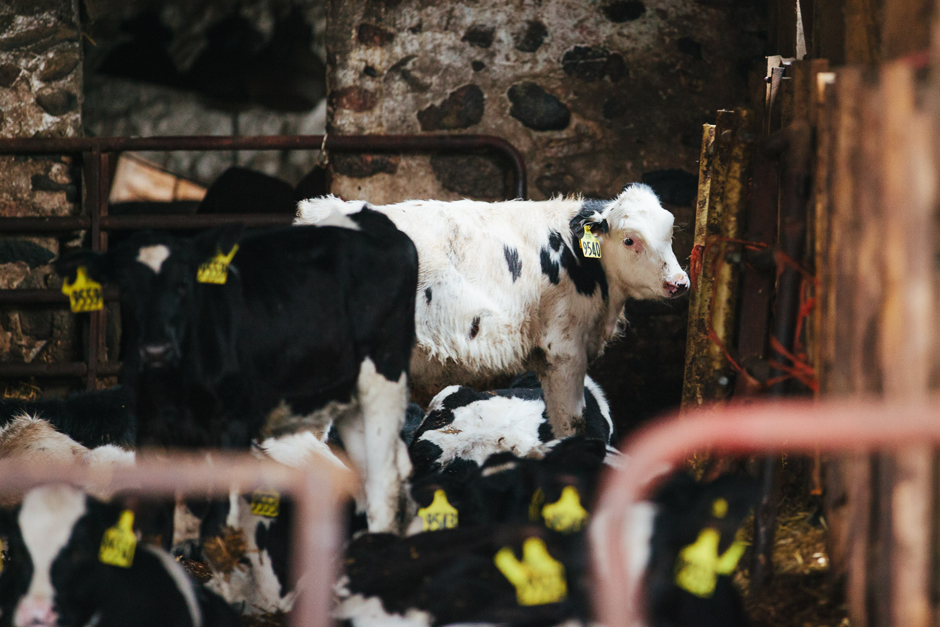 agriculture photographer - a cow inside a barn at a dairy farm