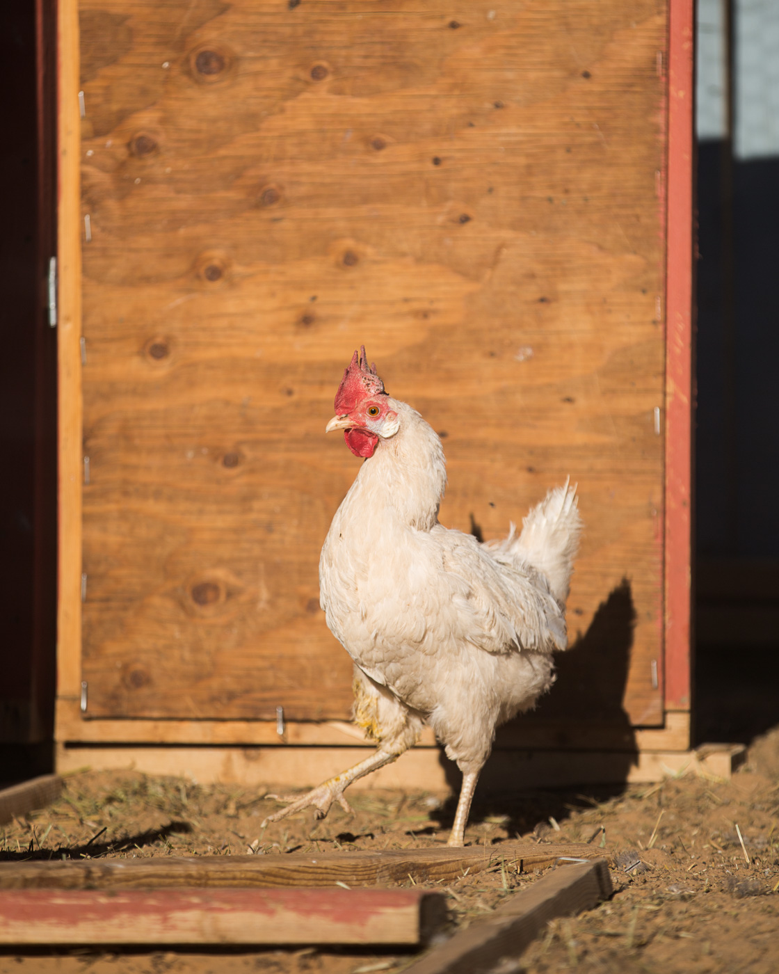 farm photographer - a chicken on Hells Backbone Farm in Boulder, Utah