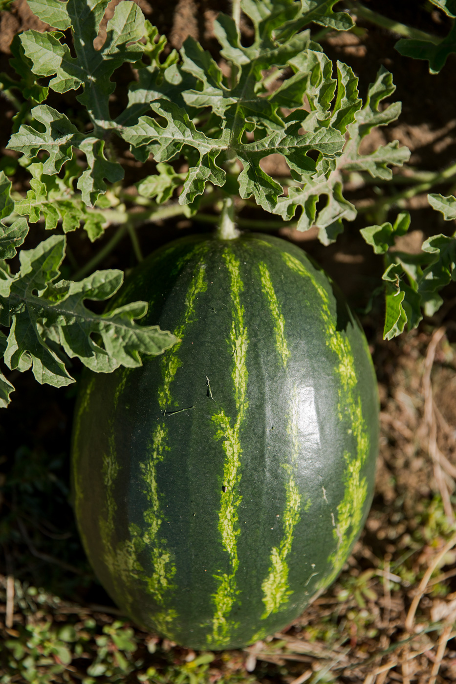 agriculture photographer - a watermelon growing on a vine