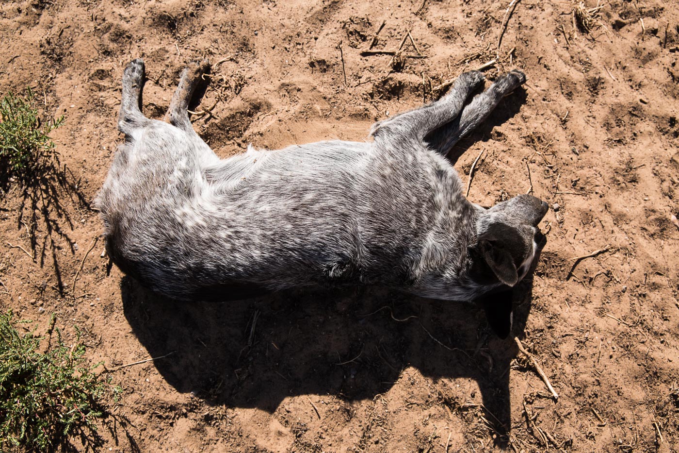 farm photographer - a farm dog rests on the ground at Hell