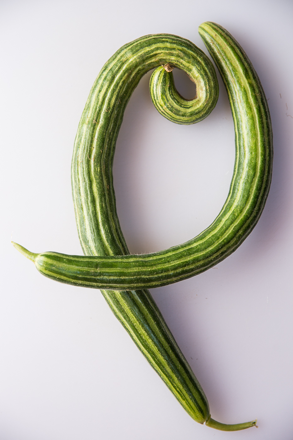 Sara Stathas agriculture photographer - painted serpent cucumber