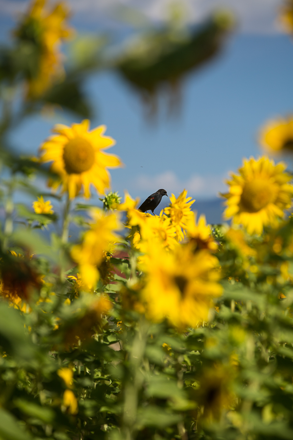 farm photographer - a bird sits on sunflowers in a field