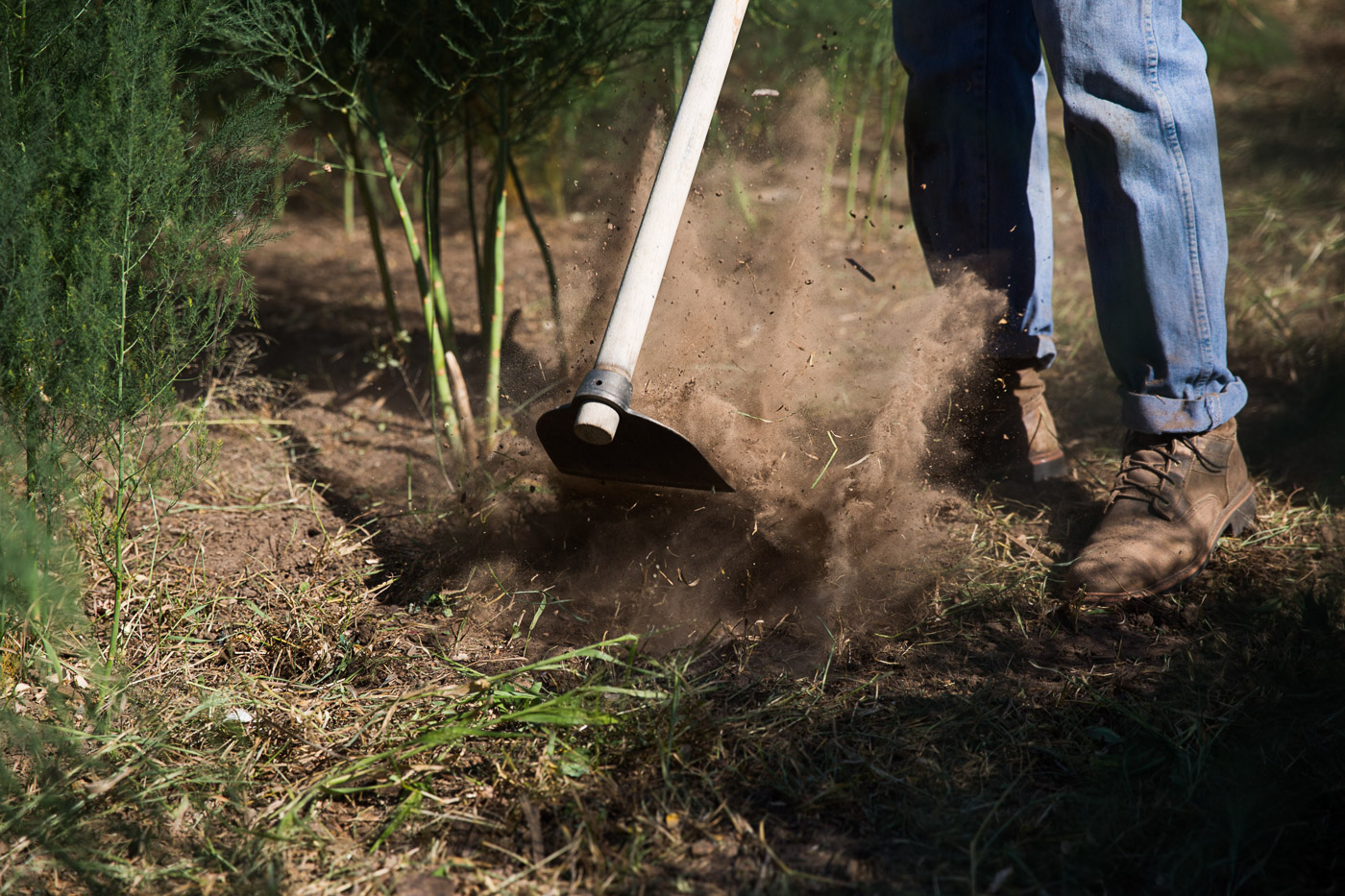 agriculture photographer - a farmer prepares an asparagus field at Hell