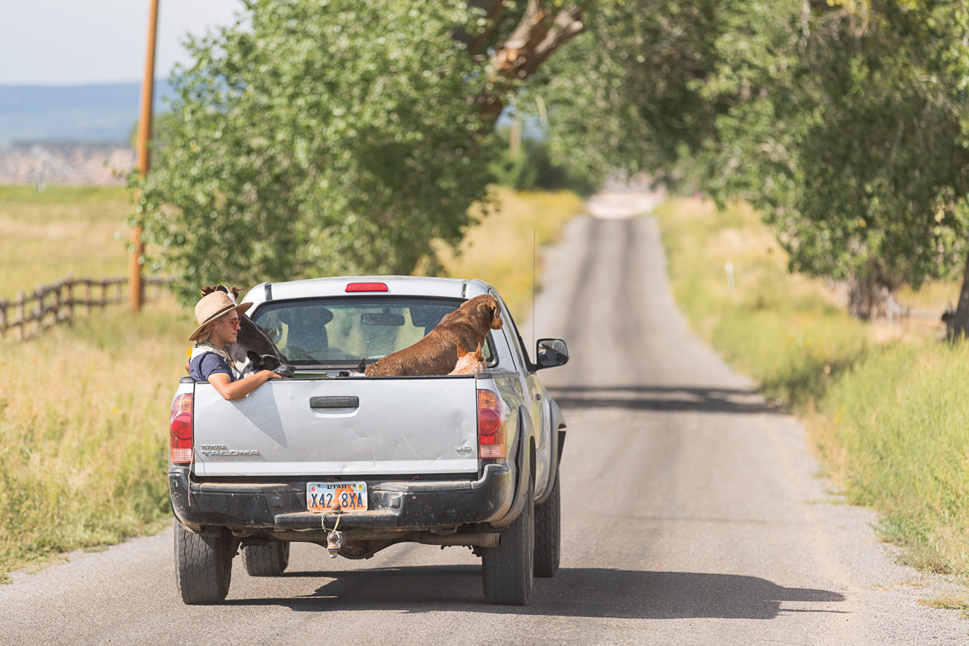 farm photography - a farmer and her dog sit in the back of a pickup truck as it drives down the road from Hell