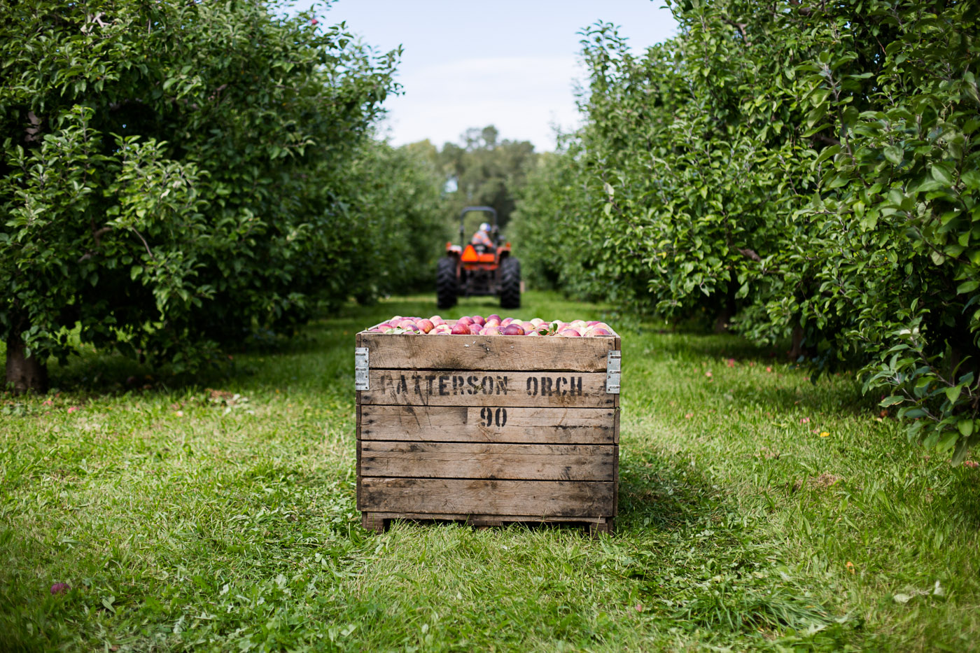 agriculture photographer Midwest - harvest day on the orchard
