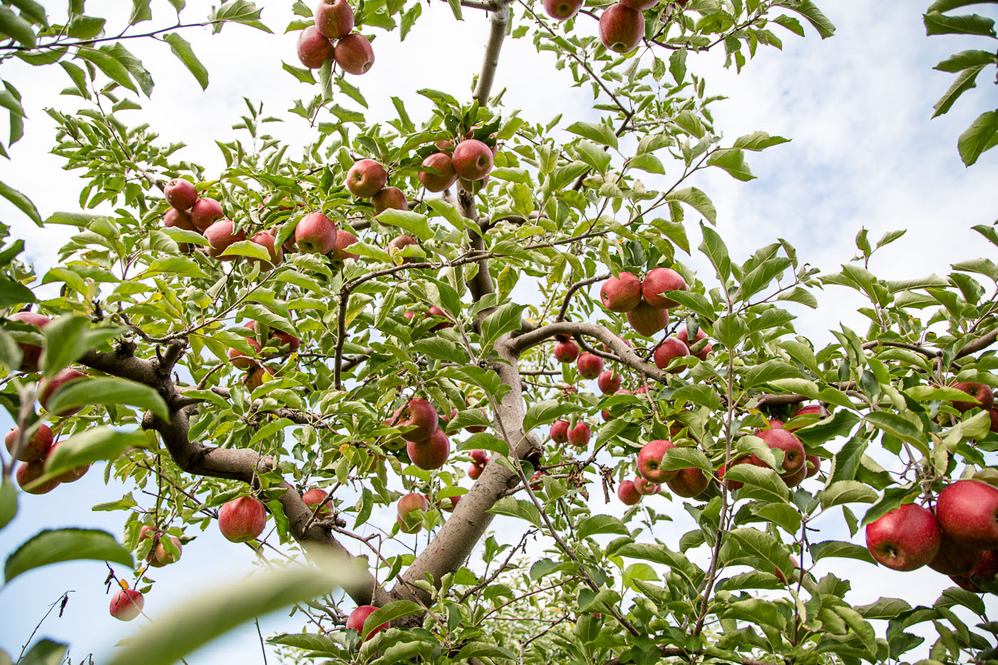 agriculture photographer Midwest - red apples on a tree on harvest day