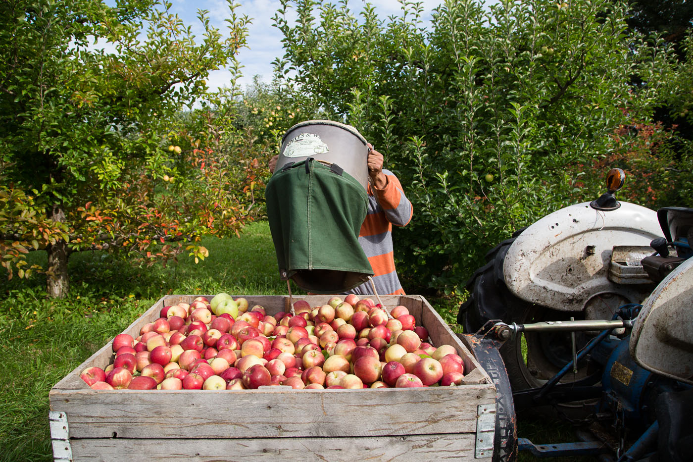 agriculture photographer Midwest - a worker harvests apples in an orchard