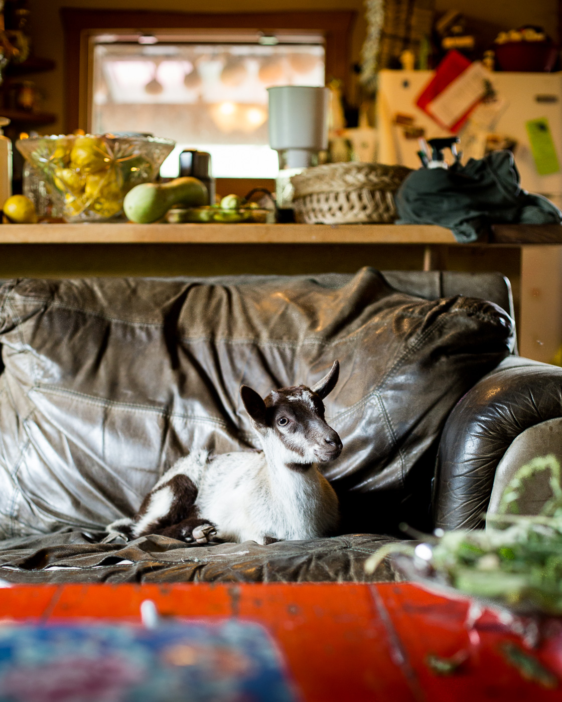 Sara Stathas farm photographer - a goat sits on the couch in the farm house