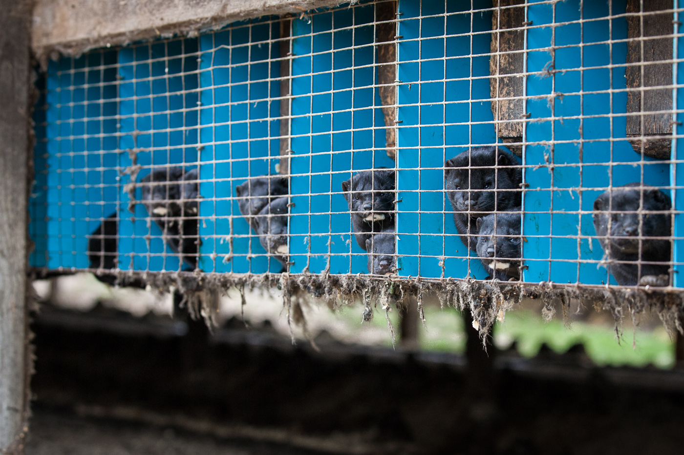 agriculture photographer - minks in cages on a Wisconsin mink farm
