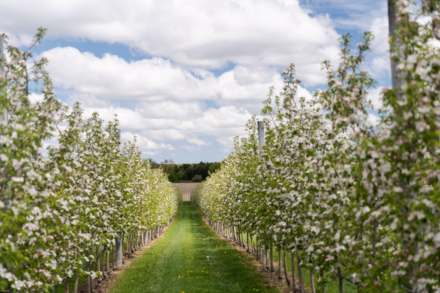 farm photographer - blossoms on the trees of an organic apple orchard
