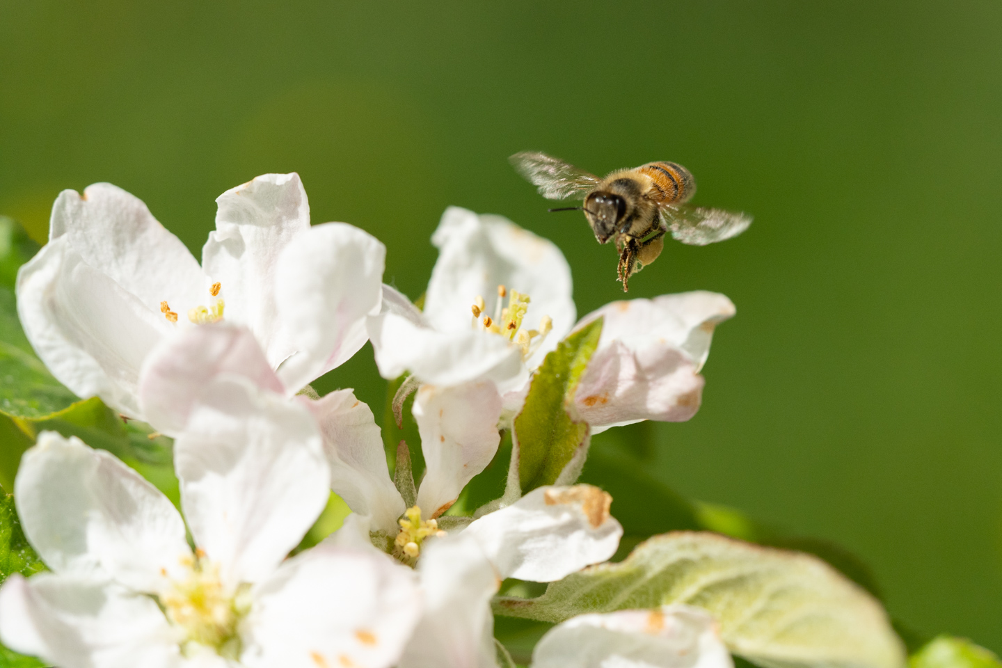 farm photographer - closeup of a bee pollinating an apple blossom