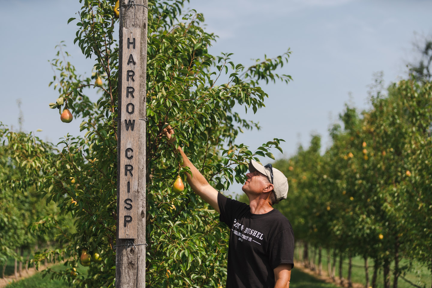 farm photographer - Joe Fahey, farmer, picks a rip pear from his orchard