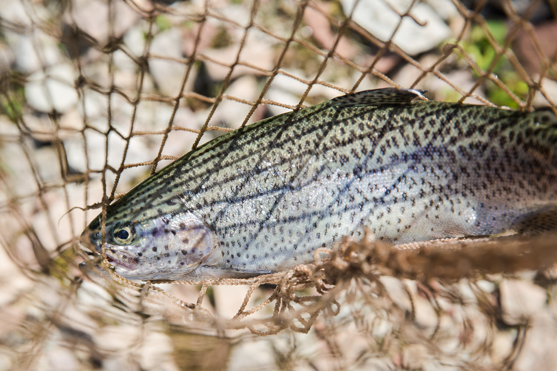 agriculture photographer Midwest - a trout sits in a net on a trout farm