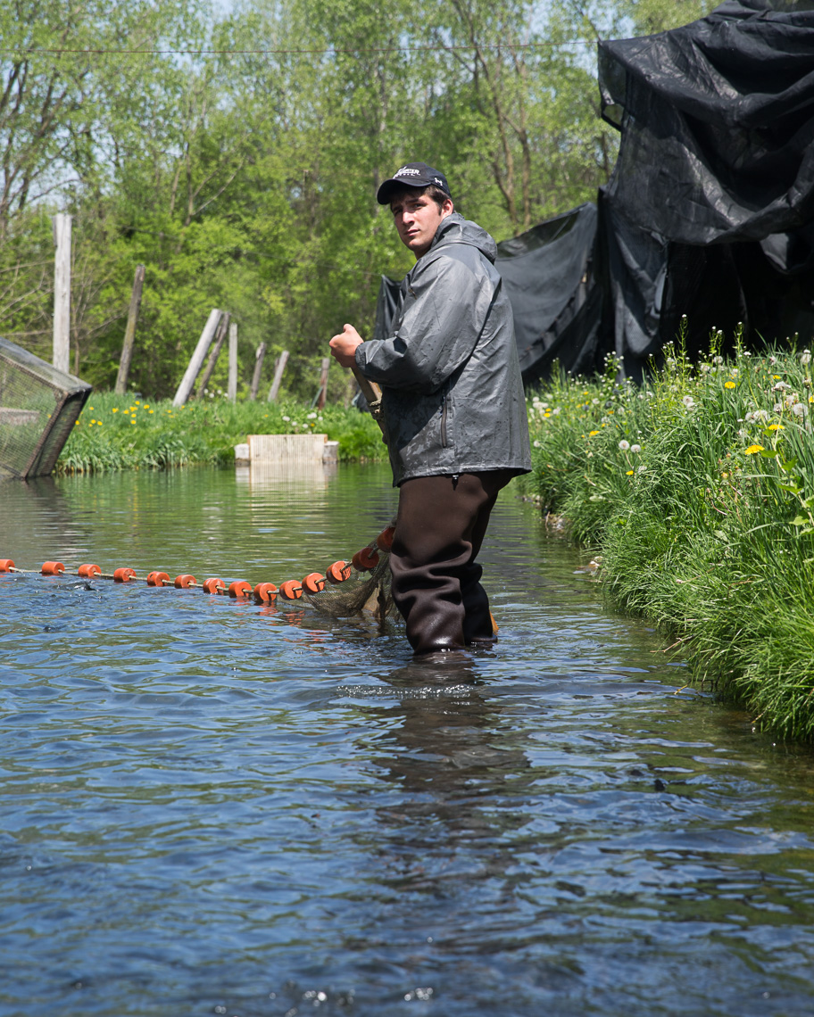 agriculture photographer Midwest - a worker harvests trout at Rushing Waters trout farm in Wisconsin