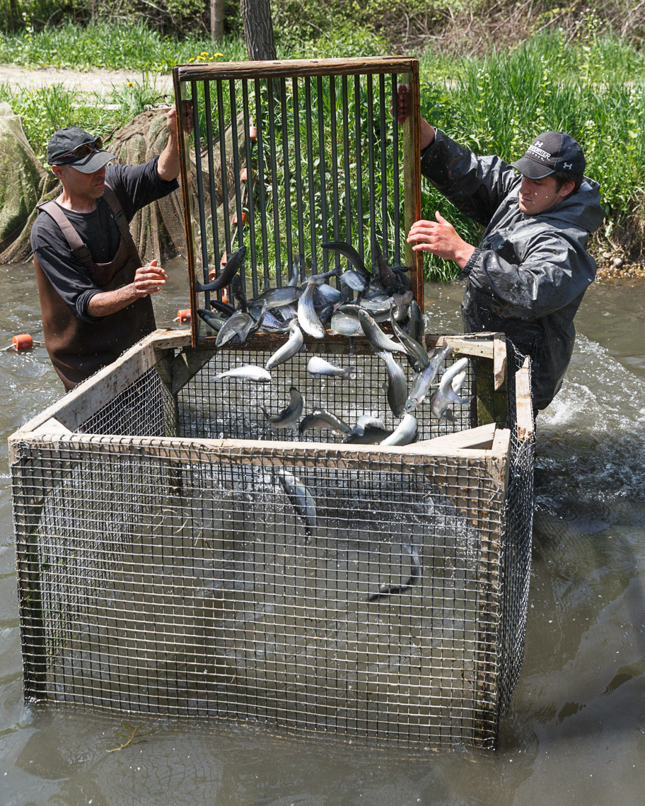 agriculture photographer Midwest - workers collect trout at Rushing Waters Trout farm