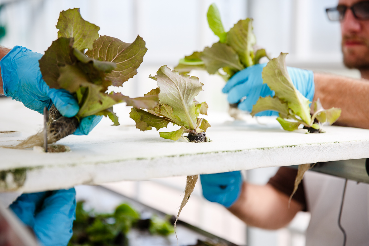 agriculture photographer Midwest - closeup of  hydropnic lettuce