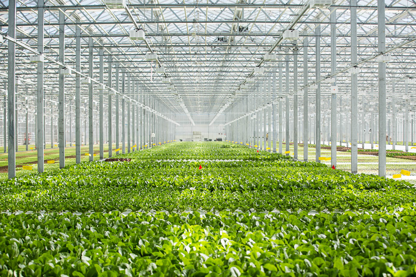 agriculture photographer Midwest - the inside of a large hydroponic greenhouse 