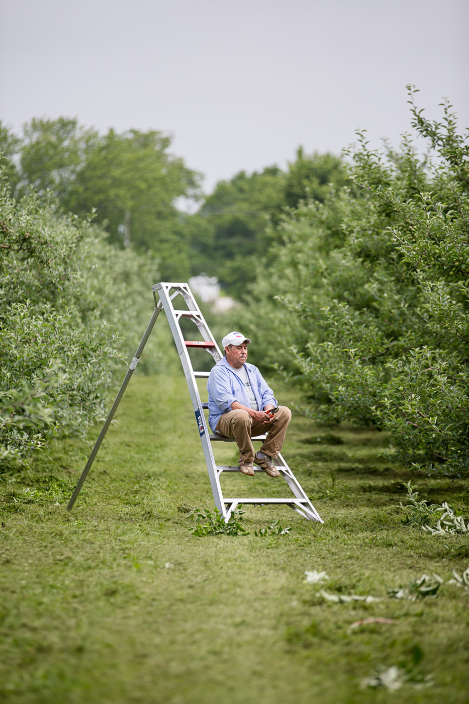 agriculture photographer Midwest - a farmer sits on a ladder in an orchard