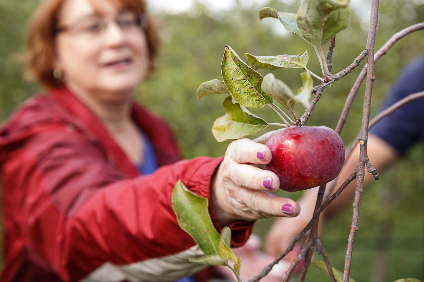 farm photographer - a woman picks an apple off a tree