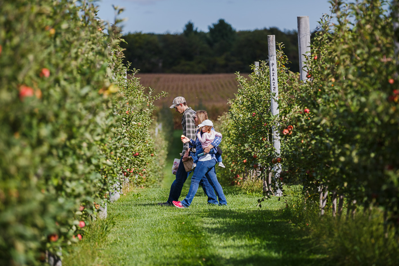 farm photographer - a family walks through an organic apple orchard